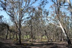 trees in the middle of a forest with no leaves on them and grass growing all around