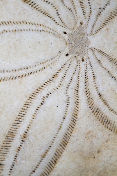 a close up view of an intricate design on the surface of a stone wall or floor