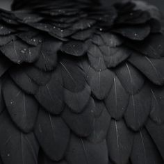 a close up view of the feathers of a black bird