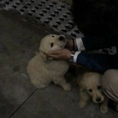 a person petting two dogs on the street