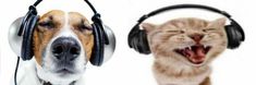 two dogs and a cat wearing headphones with their mouths open, one has its eyes closed