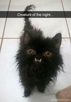 a black cat sitting on top of a white tile floor