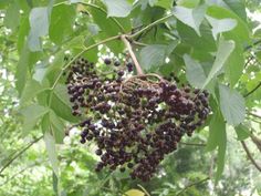 berries hanging from the branches of a tree