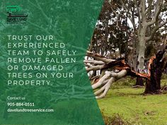 a tree that has been cut down with the words trust our experienced team to safely remove fallen or damaged trees on your property