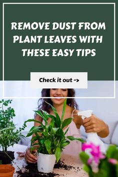 Woman spraying plant leaves to clean them. Vertical Garden Wall, Vertical Gardening, Zz Plant