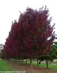 trees with red leaves are in the grass