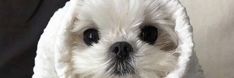 a small white dog wearing a towel around its neck and eyes, looking at the camera