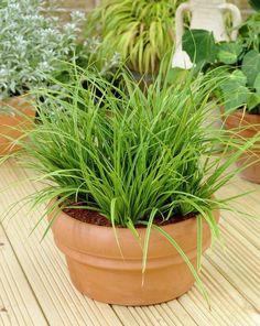 several potted plants sitting on top of a wooden table