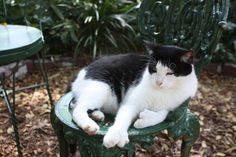 a black and white cat sitting on top of a green chair