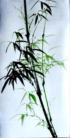 a bamboo plant is shown against a white background