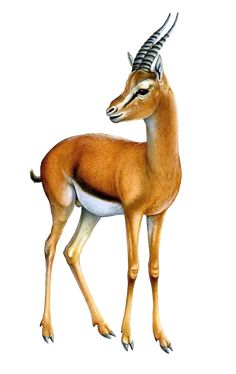 an antelope standing in front of a white background