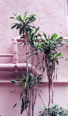 two plants are growing in front of a pink wall with pipes running down the side