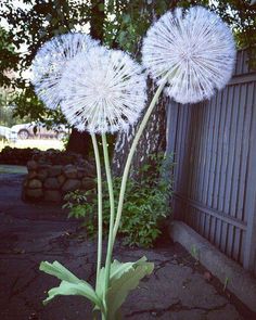 two white dandelions in front of a fence