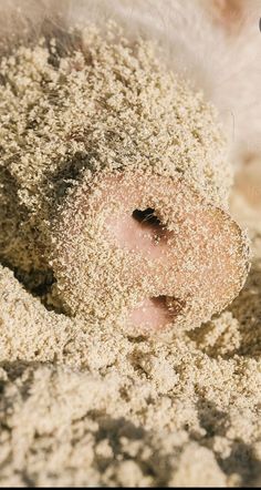 a small animal covered in sand with its nose sticking out from it's hole