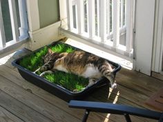 a cat laying on top of green grass in a black tray next to a white fence