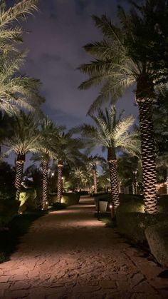 palm trees line the pathway at night