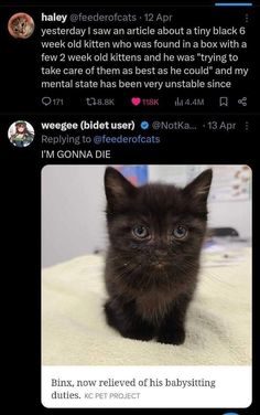 a black kitten with blue eyes sitting on top of a bed