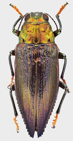 a close up of a beetle with orange and yellow stripes on it's body