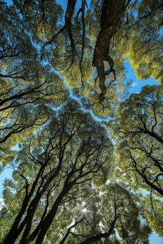 looking up at the tops of tall trees