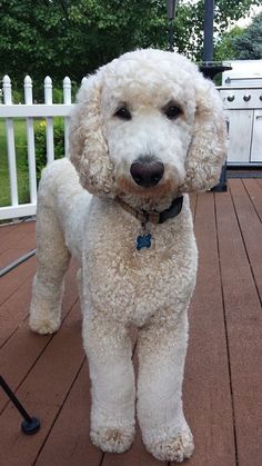 a white poodle standing on top of a wooden deck