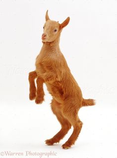 a baby goat standing on its hind legs