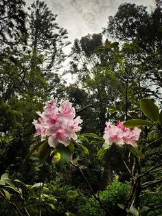 two pink flowers are blooming in the middle of some trees and bushes on a cloudy day