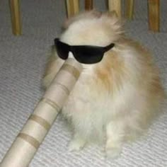 a small white dog wearing sunglasses playing with a toy