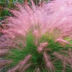 pink grass in the middle of a garden