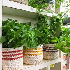 several potted plants are sitting on a shelf in a room with white shelving