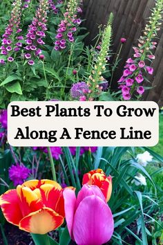 purple and yellow flowers with text overlay saying best plants to grow along a fence line