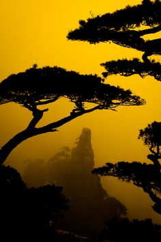 silhouettes of trees against an orange sky in the distance, with fog and mist