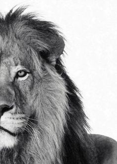 a black and white photo of a lion looking at the camera with an intense look on his face