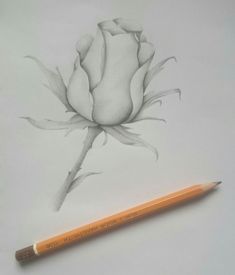 a pencil drawing of a flower on paper