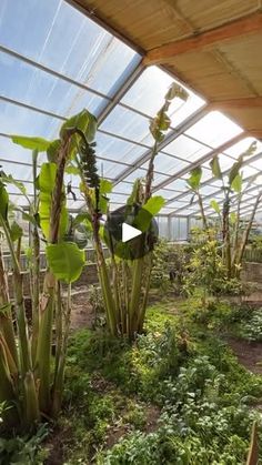 the inside of a greenhouse with lots of plants