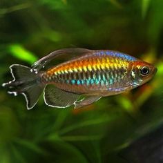 an orange and blue fish swimming in the water with green plants around it's sides