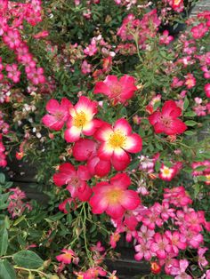 red and white flowers in a garden with green leaves on the top, pink ones to the side