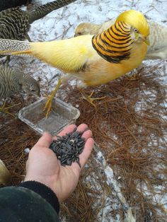 a person holding food in their hand while two birds peck at it on the ground