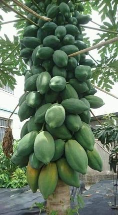 a large bunch of green fruit hanging from a tree