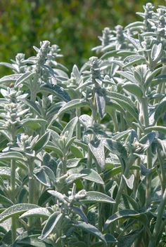 some very pretty green plants with white flowers