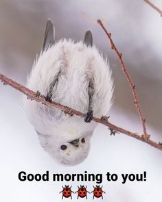 a white bird hanging upside down from a tree branch with three ladybugs on it