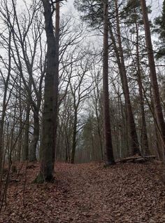 a trail in the woods with lots of trees and leaves on the ground around it