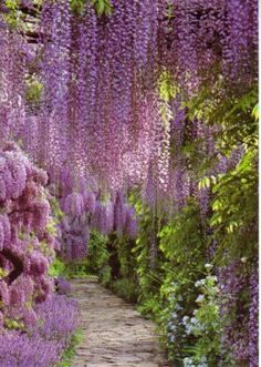 a pathway lined with lots of purple flowers next to lush greenery covered in wister