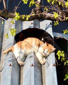 two cats laying on top of a metal roof next to a tree and some branches