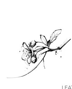 a black and white photo of flowers on a branch