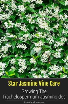 star jasmine vine care growing the trachelosperum jasminoides