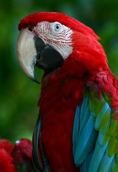 a red and green parrot is sitting on a branch