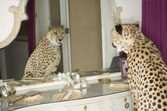 a cheetah is looking at its reflection in the mirror while sitting on a dresser