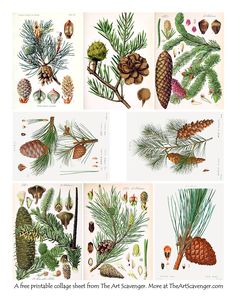 four different types of pine cones and needles