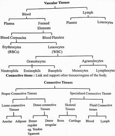 a diagram showing the different types of blood vessels and their corresponding tissues, labeled in red