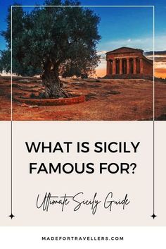 an olive tree with the words what is scily famous for? in front of it